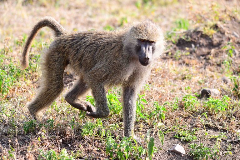 Arusha national park