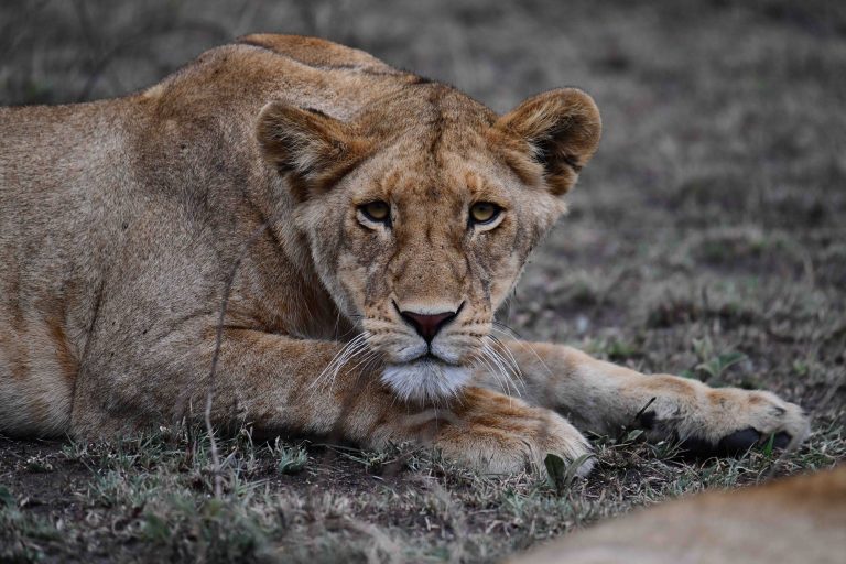 female lion