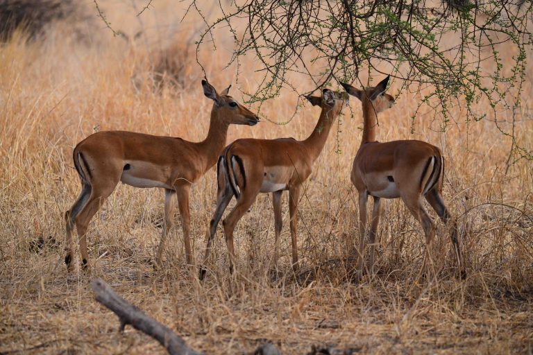 Burigi-Chato National Park
